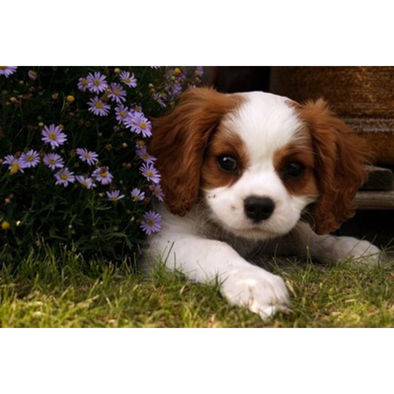 [testangelproduct25] Erika Running Angel Light Shorts 25