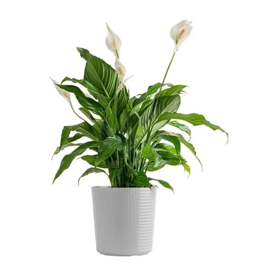 packaging. tape (red)