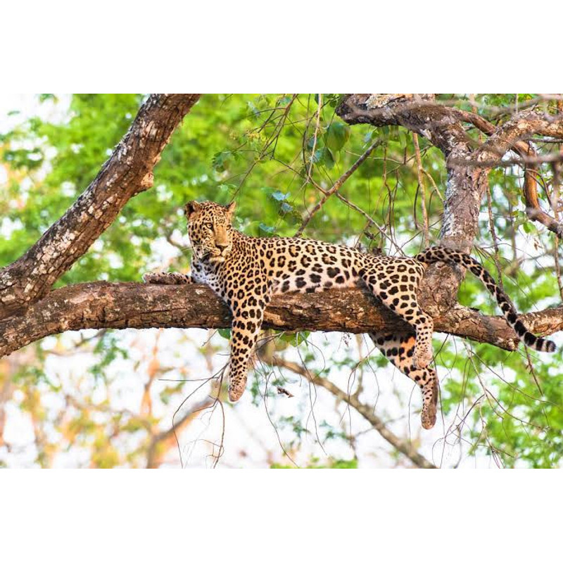 [DM-12345-SM] Variation product (with dimensions) (Small)